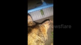 Man imitates David Attenborough to mock his cat's behaviour
