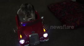 Newsflare Edit - Puppy drives little car to ball pit
