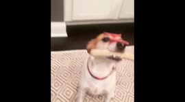 Dog with salami and bratwurst on Head and in mouth can't decide who to eat first