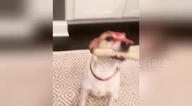 Newsflare Edit - Dog with salami and bratwurst on Head and in mouth can't decide who to eat first