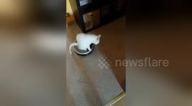 Newsflare Edit - Crazy roomba cat