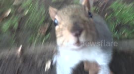 Squirrel attacks camera
