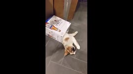 Cat plays in empty beer box
