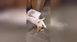 Cat plays in beer box
