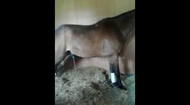 Funny Horse Pony Thunder bolt stallion
