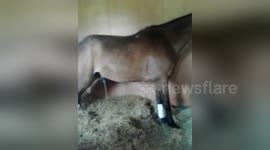 Newsflare Edit - Funny Horse Pony Thunder bolt stallion