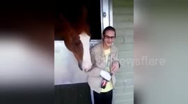 Newsflare Edit - The Funny Hungry Horse