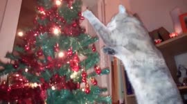Classic battle involving cat and Christmas tree