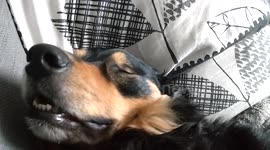 Lazy Dog - Henry asleep Snoring