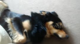 Henry our Dog Asleep in a very unusual position