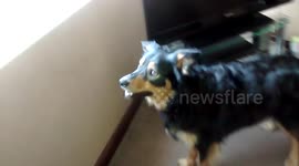 Henry the Dog Spots a Cat