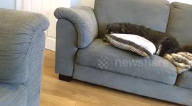 Henry the Dog Buries his bone