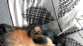 Henry Snoring then waking up startled