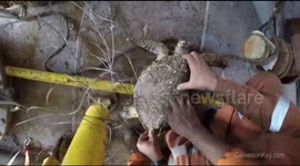 Drilling rig crew rescue turtle stuck in swirling current