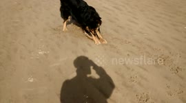 Henry the Dog - Shadow Hunting