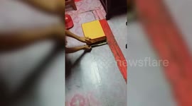 Adorable video shows happy kitten playing in box