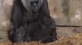 Young primate integrated with the gorilla troop