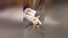 Newsflare Edit - Cat plays in beer box