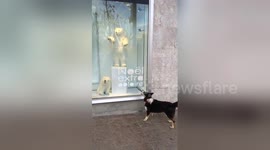 Newsflare Edit - Dog and Polar Bear Christmas Madness