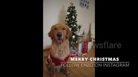 Golden Puppy Mannequin Challenge