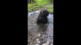 Bulldog takes a mud bath!