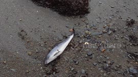 Young dolphin found dead on the shore of Aberystwyth