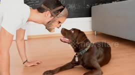 Labrador puppy reacts to Chewbacca mask