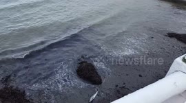 Newsflare Edit - Young dolphin found dead on the shore of Aberystwyth