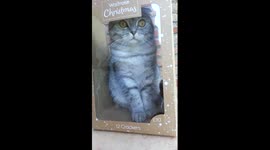 Pugandcat christmas cracker