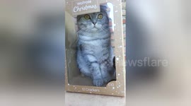 Cat wrapped up like Christmas toy
