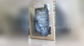 Cat wrapped up like Christmas toy