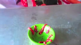 Drinking snake blood and beating heart in Vietnam