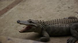 What happens if an alligator bites an iPhone 7?