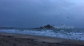 Storm washes pilchards on beach, seagulls swarm.