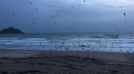 Seagulls swarm over thousands of pilchards washed up on Marazion beach