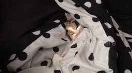 Cute Kitten in Blanket