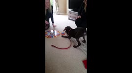 Puppy finds Christmas overwhelming and attacks Articulate timer