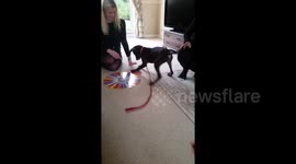 Newsflare Edit - Puppy finds Christmas overwhelming and attacks Articulate timer