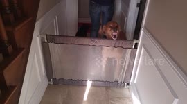 Best Guard dogs Ever