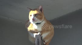 Cat sits on a window frame in Thailand