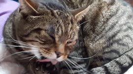 beautiful tabby cat grooming it's paw