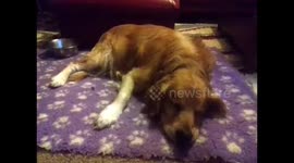 Funny dog dreaming twitching mouth