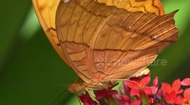 Wondrous wings.Tropical butterflies feeding