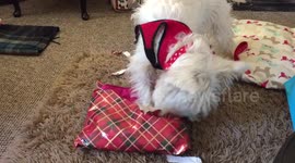 Excited dog opens Christmas presents