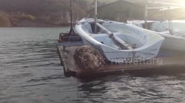 Seal in Dartmouth hatbour