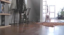 My cat is *really* good at playing fetch