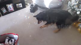 Baffled dog chases crystal light reflections