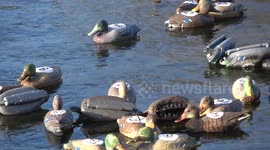 Bizarre Boxing Day Duck Race