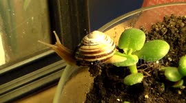 Reincarnated snail critiques tree painting