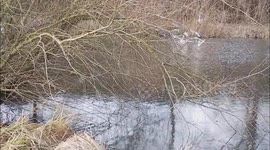 birds fight for food